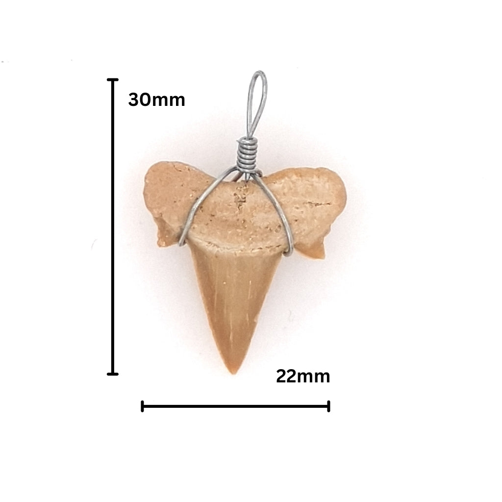 fossil shark tooth pendant