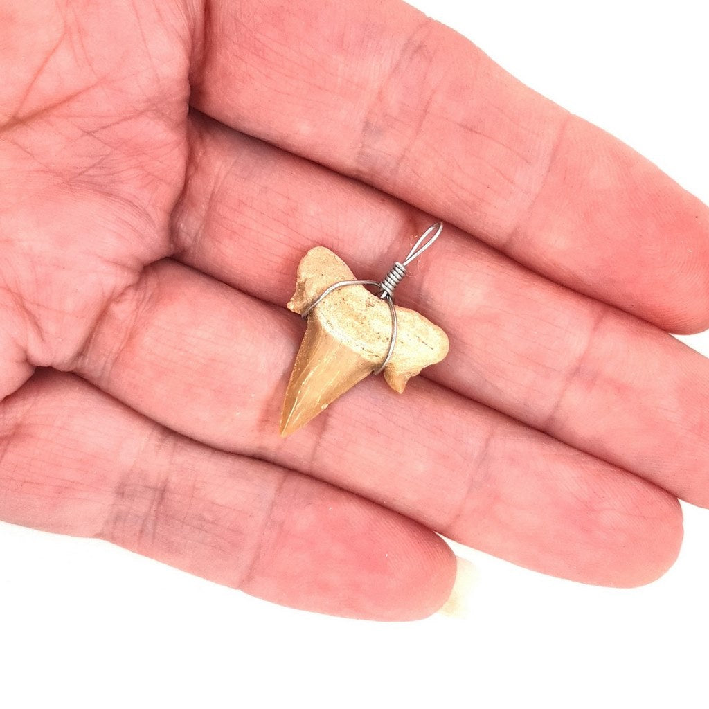 fossil shark tooth pendant